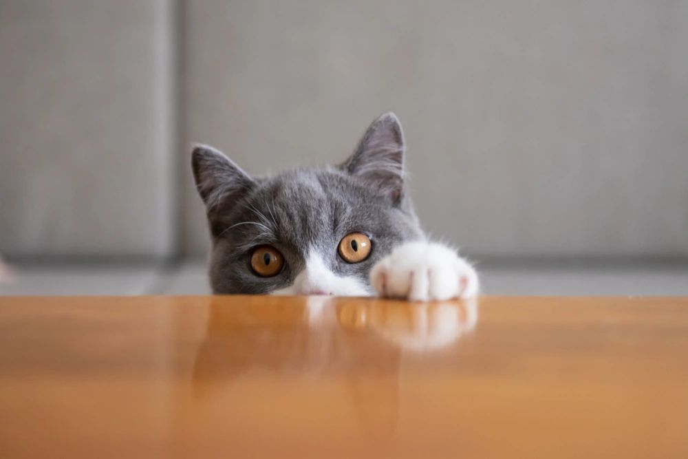 Cats Aren't Jerks: They are Communicating.
