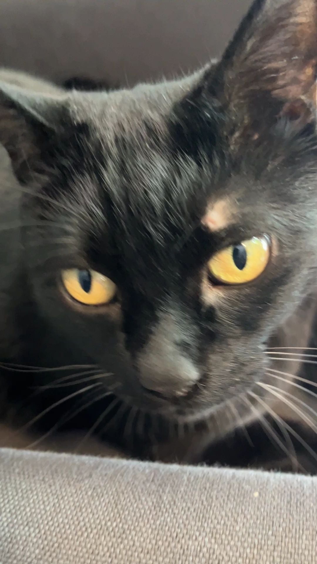 Ticks and Cats: What Every Cat Parent Should Know